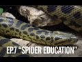 A Spider Education - Face my fear of Spiders - Ep.7