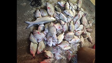 Câu Lurê Cá Tráp Bằng Mồi Tôm Sống Cực Nhạy