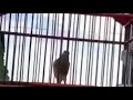 Kenari Gacor Cocok Masteran Murai Cak Ijo Kacer Lovebird Mp3 - Mp4 Download