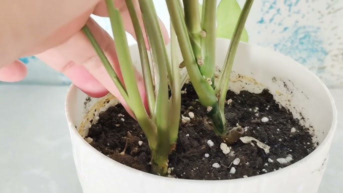 Жас студенттер порно