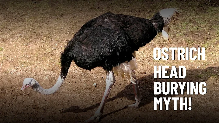 Do Ostriches Really Bury Their Heads in the Sand? - DayDayNews