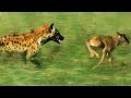 Hyena vs Baby Wildebeest | BBC Earth