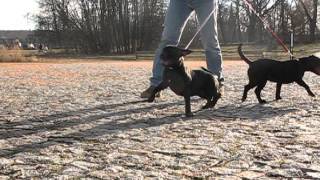 Staffordshire Bull Terrier 6 Mies Part 2 - 2014