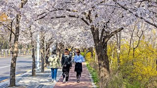 [4K] Seoul Yeouido Cherry Blossom Walk 2022 | 서울 여의도 윤중로 벚꽃길 개화 현황 2022 - 벚꽃축제는 없어도, 벚꽃과 개나리가 만개했어요