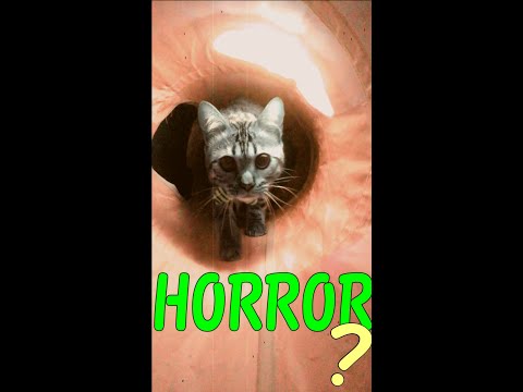【猫動画】ビクッてなるかも!?ホラー?オールドムービー?閲覧注意w?加工動画#1