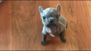 Tiny Frenchie sassily complains that he doesn't want anyone in the same room as him