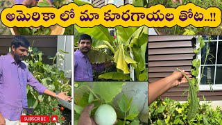 అమెరికా లో మా Vegetable Garden చూద్దాం రండి 🏡❤️| Home Vegetable Garden Tour in USA 🇺🇸