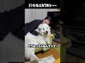 飼い主に無慈悲すぎる愛犬　#greatpyrenees #大型犬のいる生活 #大型犬 #大型犬と暮らす #グレートピレニーズ #ゴールデンレトリバー #犬のいる生活