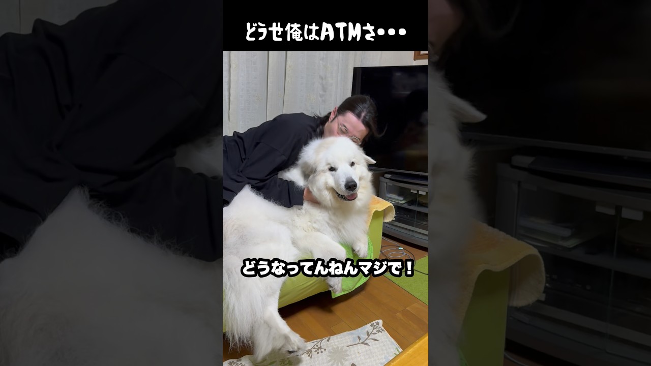 飼い主に無慈悲すぎる愛犬　#greatpyrenees #大型犬のいる生活 #大型犬 #大型犬と暮らす #グレートピレニーズ #ゴールデンレトリバー #犬のいる生活