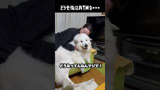 飼い主に無慈悲すぎる愛犬　#greatpyrenees #大型犬のいる生活 #大型犬 #大型犬と暮らす #グレートピレニーズ #ゴールデンレトリバー #犬のいる生活