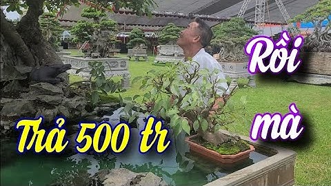SH.7433. Cây Lộc Vừng này họ trả em 500 triệu rồi mà bác. Đth liên hệ 0983.412.968