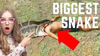 Biggest Snake | Black Mamba | Rizwan Ali Tv