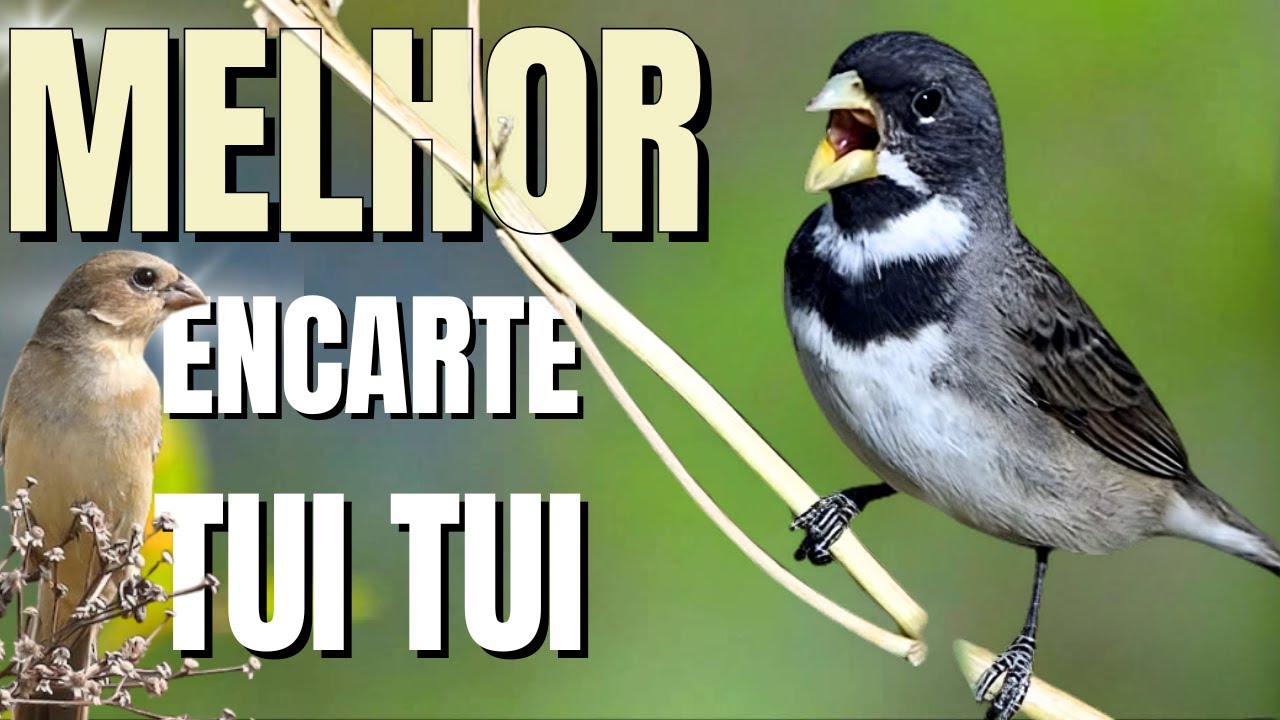 🟢 MELHOR CANTO TUI TUI PARA ENCARTE🟢🟢ÁUDIO COM FÊMEA - TURBINE SEU COLEIRO 🟢