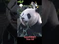 圓仔吃飯飯 #panda #yuanzai #圓仔