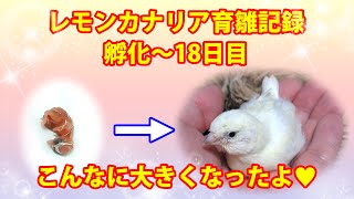 【カナリアのヒナ】レモンカナリア育雛記録