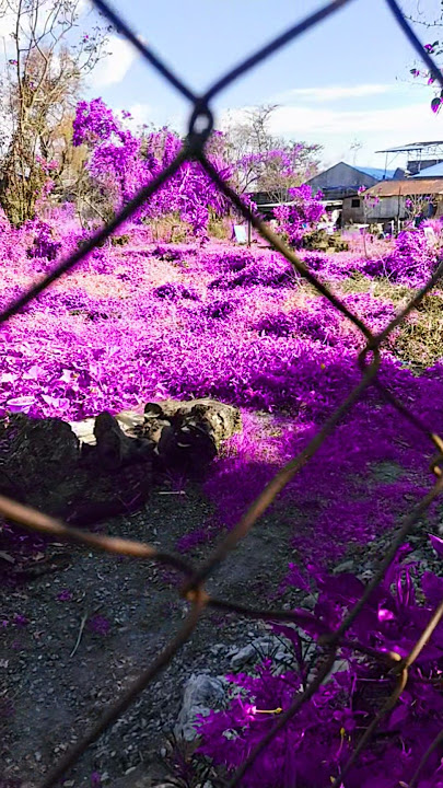 welcome to purple land 🤩