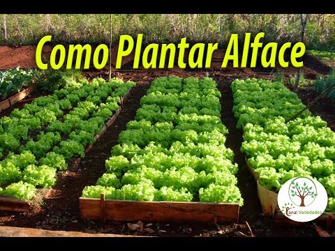 Vídeo: Dicas de como cultivar alface endívia