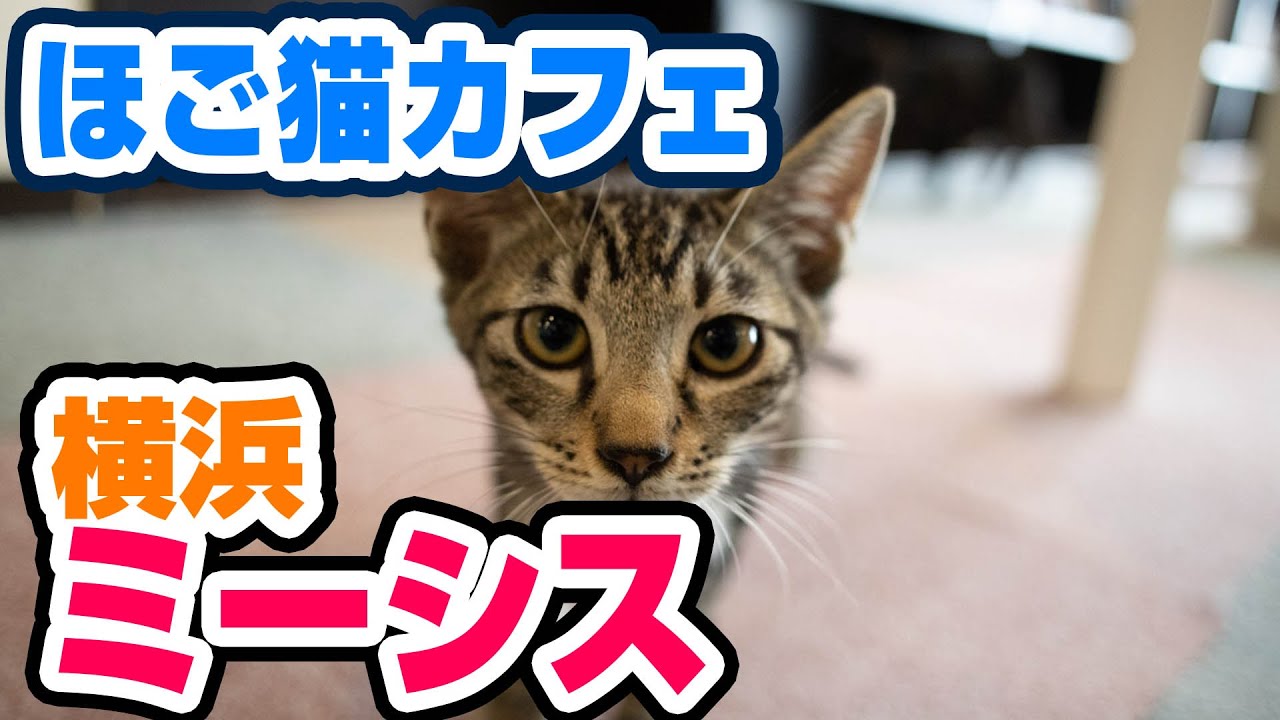 癒し 横浜の猫カフェ ミーシスのレビュー Youtube