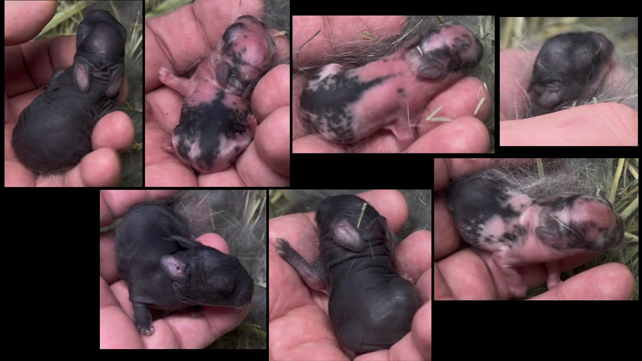 KimchiKat & Lucky Irishman Holland Lop Litter
