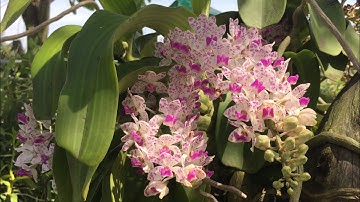 Mời mọi người ngắm lan Ngọc điểm Tà cú ,Bình thuận bung lụa cực đẹp . @huonglanrung  Sđt 0387018819