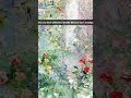 41 Sec in Berthe Morisot's Impressionist Garden