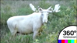 Редкого белого лося сняли на видео - МТ