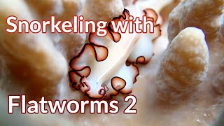 Snorkeling with Flatworms Ep.2