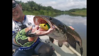 峇株路亚船钓河生鱼之行。。。Batu Pahat Boating Haruan Casting Trip...