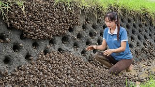 TIMELAPSE — 366 Days of Catching Mud Crabs and go to sell at the market | Luna Harvest
