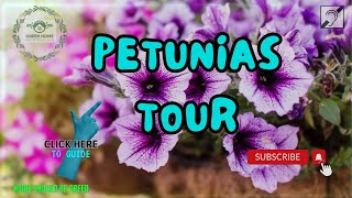 The Ultimate Guide to #Growing #Petunias