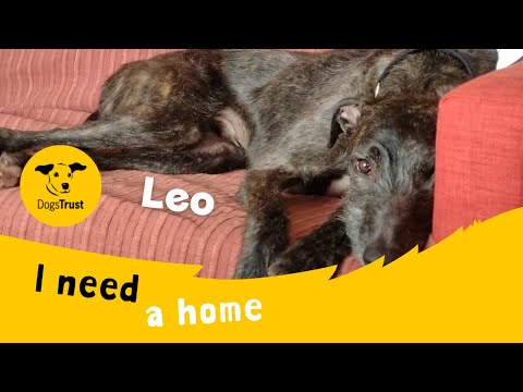 New dog listed for rescue at the Dogs Trust - West Calder - Leo
