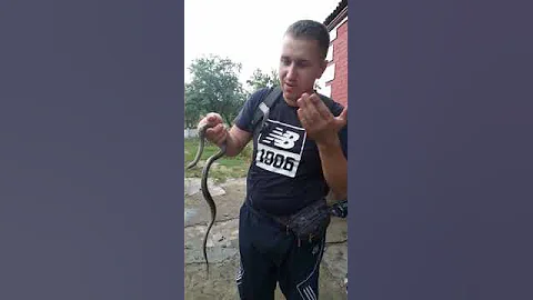 Узорчатый полоз заполз в дом
