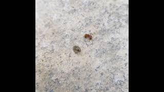 Ant Vs Spider