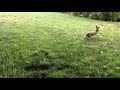 Jeune lièvre sur la pelouse