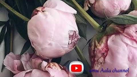 تلاوة جميلة للقاري حسن الواجدي
