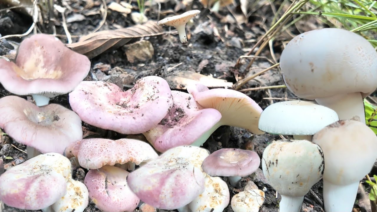 เปลี่ยนดอยใหม่ไม่ผิดหวัง!!หมานสุดๆเห็ดตะไคเห็ดหน้าแหล่หมานเต็มต่า