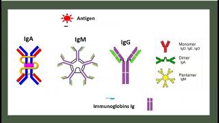 L'Hypersensibilité de type II Le Système du Complément Voie Classique Alterne Anaphylatoxines 3 mn