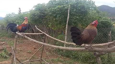 qaib dib poj thiab qaib dib lau liab cuab tuaj zoo 2020 2021