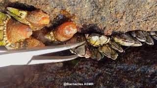 Details Barnacle ASMR - My daily work at sea (episode 588 ) News