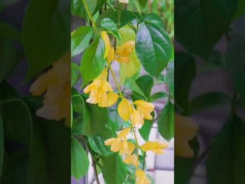 Video: Golden Creeper Plants - Aflați cum să creșteți Golden Creeper în peisaj