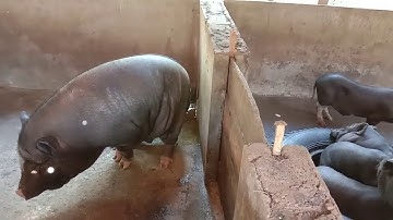 Thumbnail of Kev tu txiaj tu txuv hauv peb yim neej hmoob