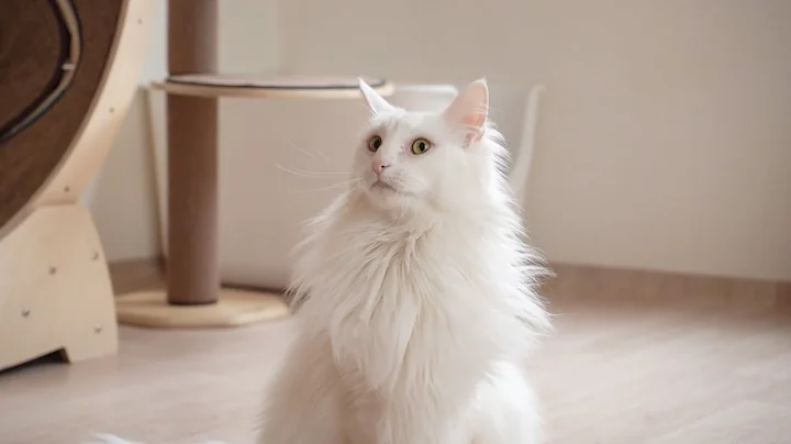Watch the video about Hati is Healthy Again | Norwegian forest cat