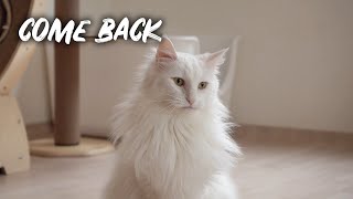 Hati is Healthy Again | Norwegian forest cat