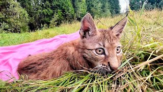 Спасённый рысёнок Тимка ВПЕРВЫЕ ВСТАЛ НА ЗЕМЛЮ! Он очень рад. / ПАРК ЛЬВОВ ЗЕМЛЯ ПРАЙДА МОСКВА