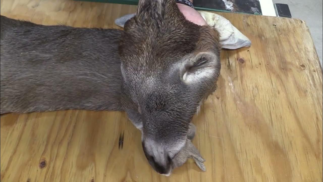 TANNED WHITETAIL DEER CAPE FOR SALE 7 1/2" X 18" OBT2335 YouTube