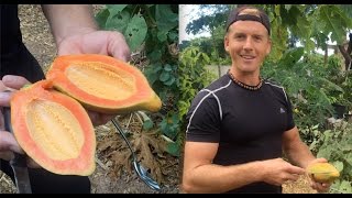 Growing Papaya in Phoenix, Arizona