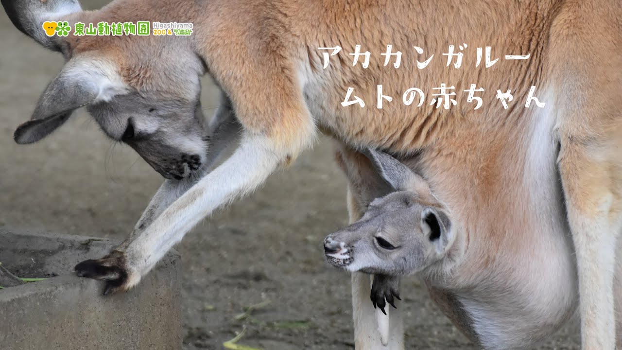 東山動植物園公式】カンガルーのムトの赤ちゃん 《 アカカンガルー