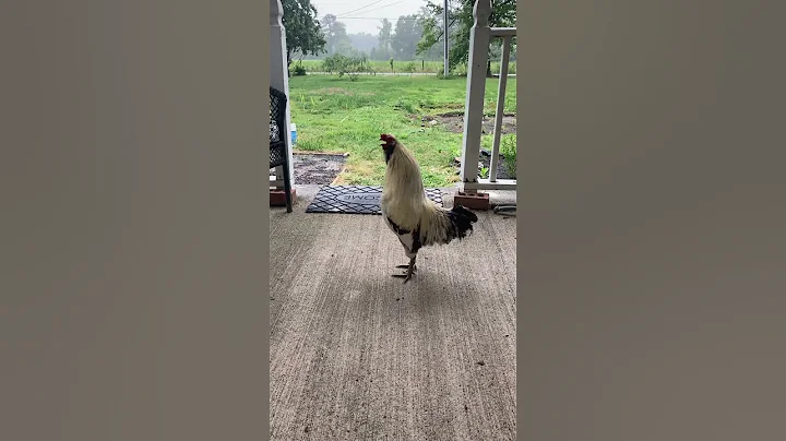 Rooster calling for chickens. #chicken #farmerlife #babychickens