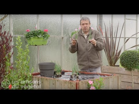 Vidéo: Quand planter des plants d'oignons hivernants ?