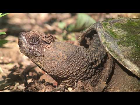 Snapping Turtle Laying Eggs
